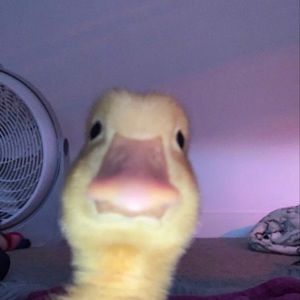 Meet your Posher, Chase